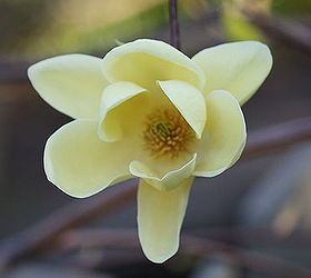 magnolia it s great for the front yard in spring the whole tree blooming with, flowers, gardening, Blooming yellow magnolia