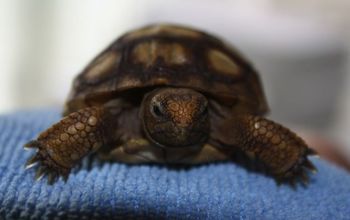 This little guy will enjoy the gopher apple we added to our tortoise rehab space!