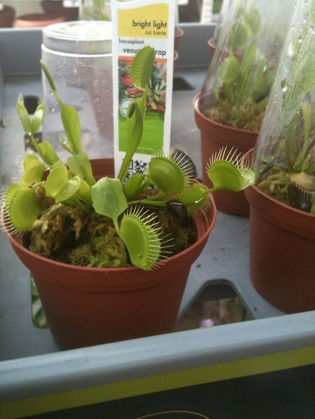 venus fly trap plants at home depot for 4 99 would you like to have this plant in, With out the plastic glass