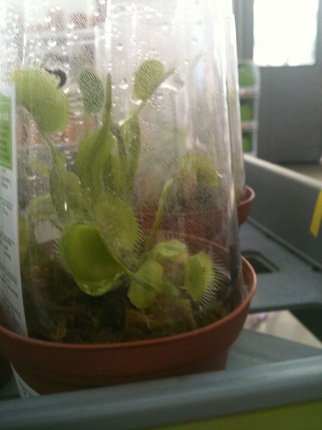venus fly trap plants at home depot for 4 99 would you like to have this plant in, I don t know why it was covered by the plastic glass