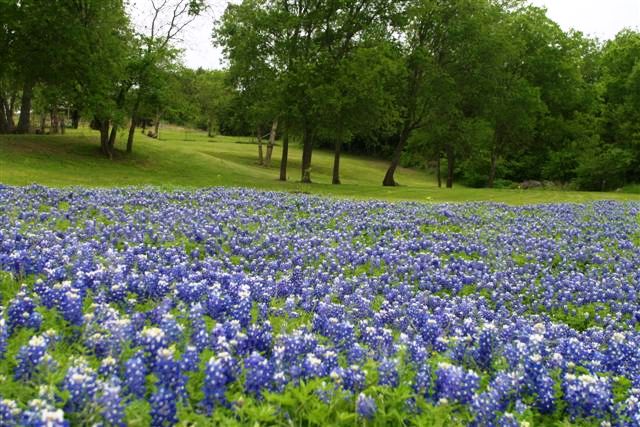 q texas bluebells beautiful, flowers, gardening, Lovely