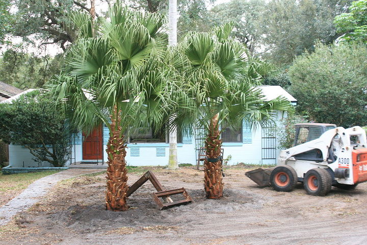 q a project we just finished in downtown orlando this house has large windows in the, gardening, landscape, Chineese Fan Palms