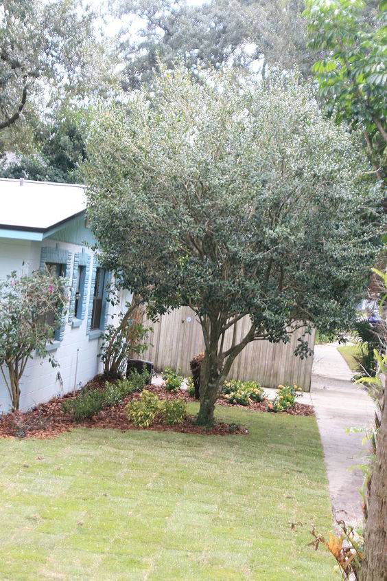 q a project we just finished in downtown orlando this house has large windows in the, gardening, landscape, Thats a Burfordi Holly