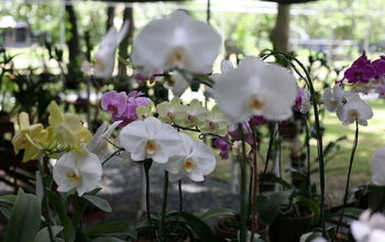 ORCHIDS GREEN HOUSE
