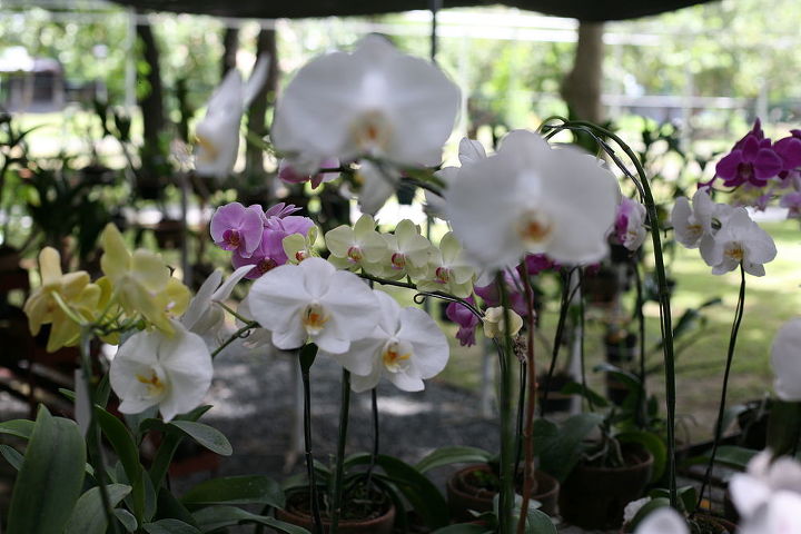 orchids green house, gardening, outdoor living