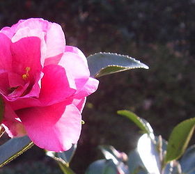 camellia sasanqua shishi gashira is one of my favorite camellias because it blooms, Camellia sasanqua Shishi Gashira