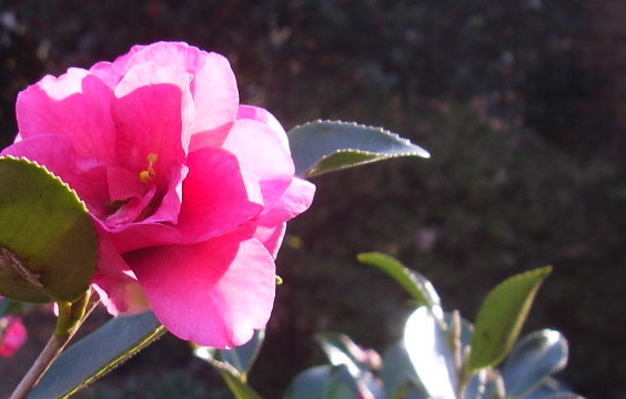 camellia sasanqua shishi gashira is one of my favorite camellias because it blooms, Camellia sasanqua Shishi Gashira