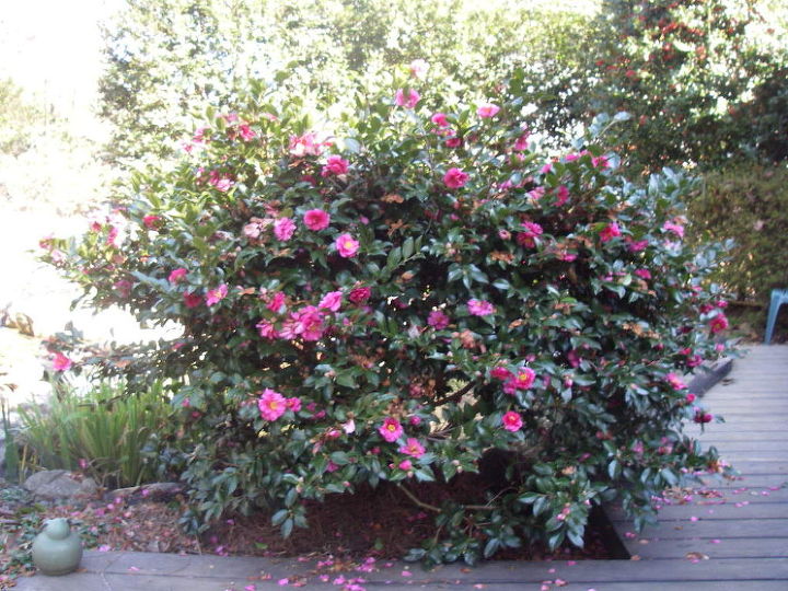 la camellia sasanqua shishi gashira es una de mis camelias favoritas porque florece, Camellia sasanqua Shishi Gashira Tama o y forma maduros de 3 5 si se poda a mano anualmente inmediatamente despu s de la floraci n para fomentar un crecimiento compacto y denso y toneladas de flores