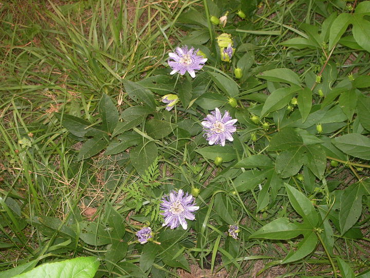 q our garden is way past its usual condition for this time of year, flowers, gardening, Three