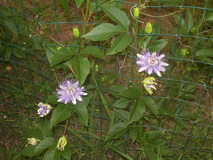 q our garden is way past its usual condition for this time of year, flowers, gardening, Two