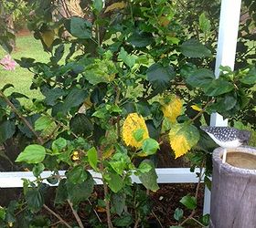 hibiscus leaves turning yellow