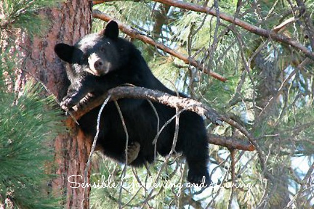 gardening with bears, gardening, pets animals, Our whippets chased this black bear up a tree What were they thinking