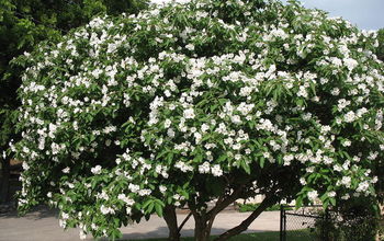 What types of plants and trees grow well in Arizona in fall / winter?