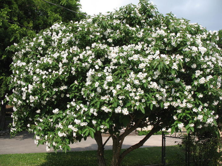 What Types Of Plants And Trees Grow Well In Arizona Hometalk