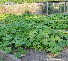 growing white pumpkins, gardening, You will need a large space for your pumpkin patch