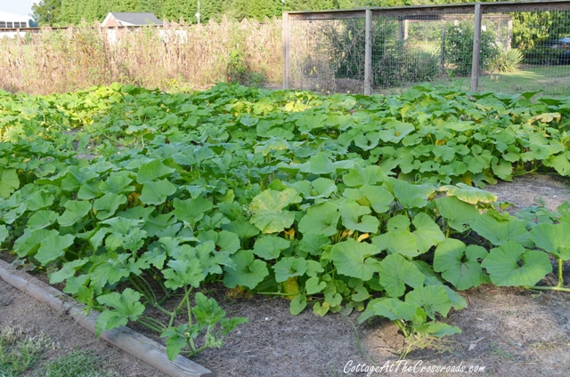growing white pumpkins, gardening, You will need a large space for your pumpkin patch