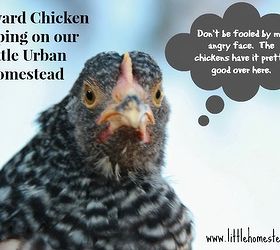 keeping backyard chickens, homesteading, pets animals, My sweet baby chicken