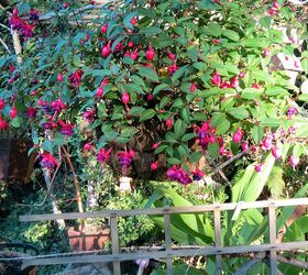 my garden in summer, flowers, gardening, hydrangea, Hanging Fuchsia