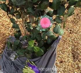 clean up after the polar vortex springgardening, container gardening, flowers, gardening, landscape, perennial, The pretty pink photo is just the plant tag of a newly installed Camellia japonica Pearl Maxwell This is the unveiling after a second polar vortex in early 2014 The foliage and the bugs are still in tact