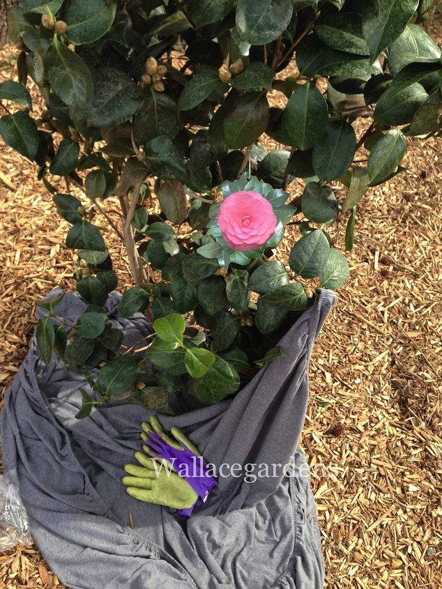 clean up after the polar vortex springgardening, container gardening, flowers, gardening, landscape, perennial, The pretty pink photo is just the plant tag of a newly installed Camellia japonica Pearl Maxwell This is the unveiling after a second polar vortex in early 2014 The foliage and the bugs are still in tact