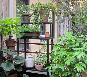 urban hedges part one shelving, flowers, gardening, outdoor living, pets animals, shelving ideas, urban living, HT Lucas Shelving 2013 Shelving Back Story