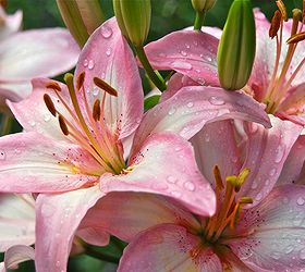 lilies by our driveway, gardening, Dwarf Asiatic lilies blooming on the edge of our Driveway Garden this week