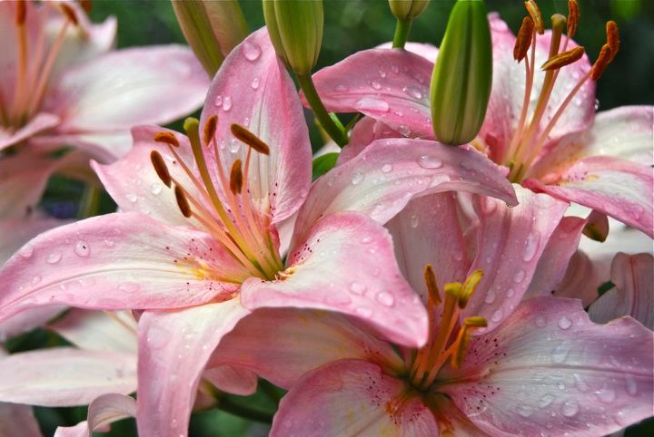 lilies by our driveway, gardening, Dwarf Asiatic lilies blooming on the edge of our Driveway Garden this week