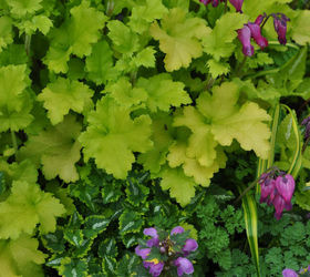 container gardening tips an interview with the editor of gardenmaking, container gardening, flowers, gardening, perennials, A lime colored Heuchera and Lamium below