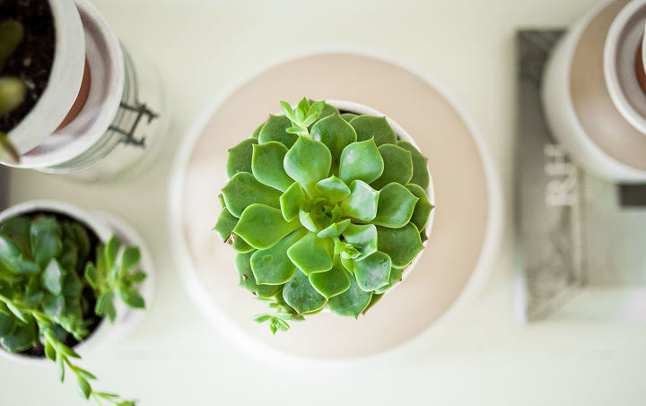 how to add a simple and trendy pop of green to any room, crafts, flowers, gardening, home decor, succulents, Succulents are SO beautiful There are so many varieties to choose from and all of them are extremely low maintenance