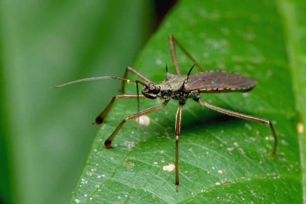out with the bad in with the good the top 5 bugs to defend your yard, pest control