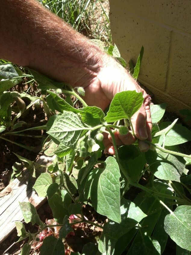 a plant or weed that just came up anyone know what it is, flowers, gardening, The little yellow flower