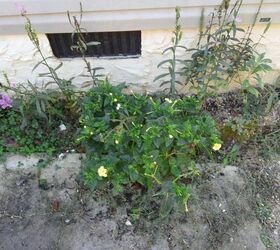 my 2013 flowers, flowers, gardening, hibiscus, my mom had 4o clocks around by the kitchen window of the old place they were bulldozed away when preparations for the new home were being made I thought they were gone but these sprung up from seed I guess next to the foundation
