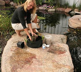 how to plant a waterlily, container gardening, gardening, ponds water features, Carefully remove the waterlily from its plastic container and place in the middle of the fabric planter