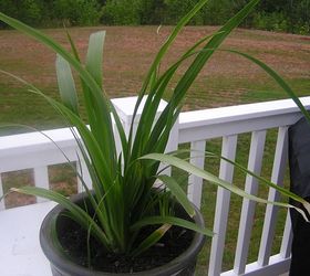 q a question about a plant, gardening
