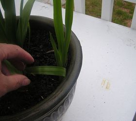 q a question about a plant, gardening