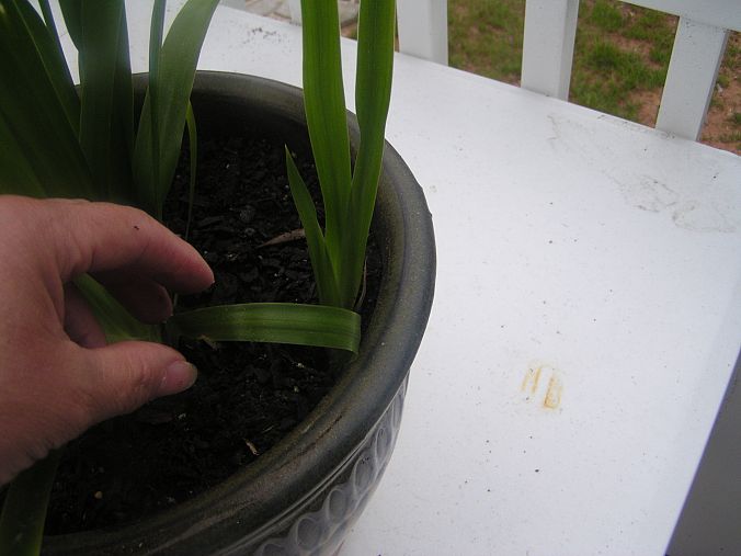 una pregunta sobre una planta