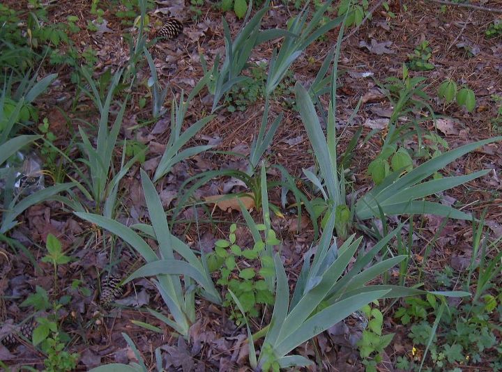 q parts of my front yard are a mess i need help knowing what to do can someone tell, flowers, gardening, Irises that show no signs of blooming Yes weeds need to be removed too