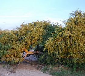 what types of plants and trees grow well in arizona in fall winter, Canyon Hackberry This tree can tolerate temperatures dropping down to 0 F It grows in a sprawling type of manner and produces humble green flowers in the spring