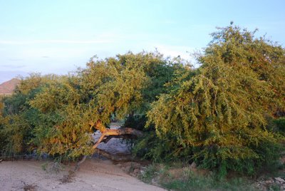 what types of plants and trees grow well in arizona in fall winter, Canyon Hackberry This tree can tolerate temperatures dropping down to 0 F It grows in a sprawling type of manner and produces humble green flowers in the spring