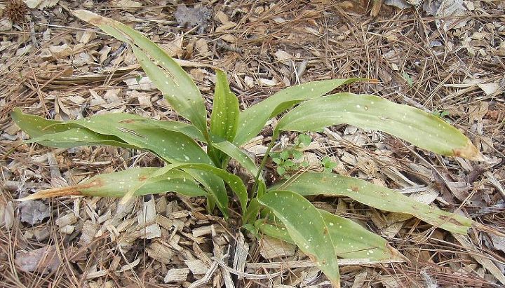 q last fall i bought a bunch of shade plants for my front yard one was an iron plant, gardening, My not so pretty iron plant