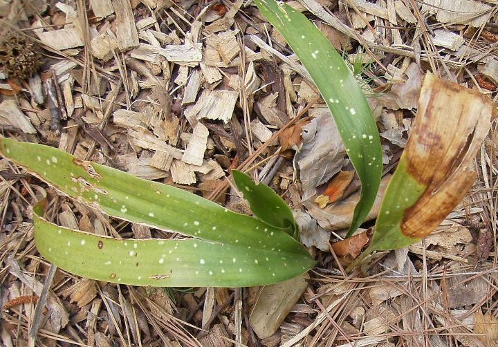 q my iron plants aren t doing well i posted about them at the end of winter asking if, gardening