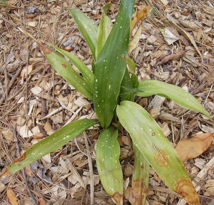 mis plantas de hierro no estn bien he publicado sobre ellos al final del invierno