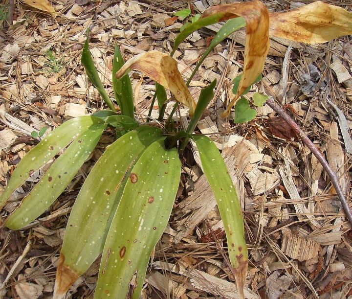 mis plantas de hierro no estn bien he publicado sobre ellos al final del invierno