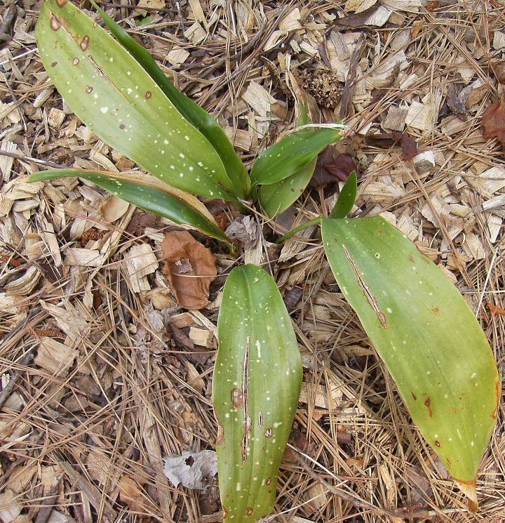 mis plantas de hierro no estn bien he publicado sobre ellos al final del invierno