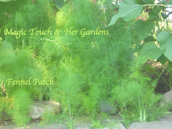 magic touch her fennel, gardening, pets animals, Plant Fennel