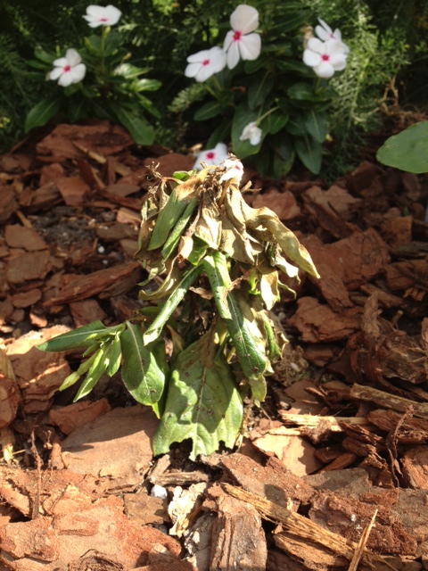 vinca having a bad year, The beginning of the end for my 3rd try with Vinca this year