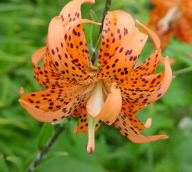 flowers in my gardens, flowers, gardening, Old time Tiger Lily that I moved from a work sight over 20 years ago