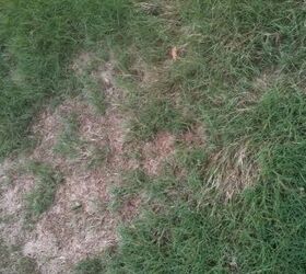 i need some serious advice on how to salvage my lawn my lawn guy said we haven t, gardening, landscape, outdoor living, plumbing, Some areas of the lawn