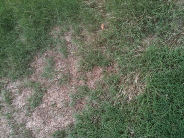 i need some serious advice on how to salvage my lawn my lawn guy said we haven t, gardening, landscape, outdoor living, plumbing, Some areas of the lawn