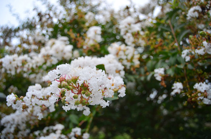 white crepe mrytle, gardening, White Crepe Mrytle garden gardening amy renea a nest for all seasons bush plant fall bloom white